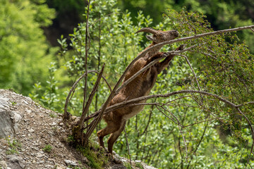 Young ibex on a rock face in the South Vercors, France