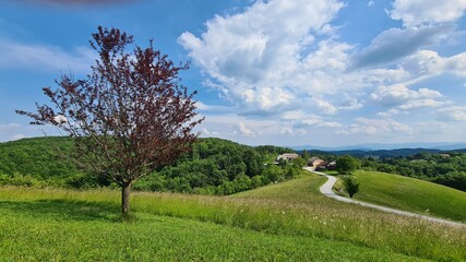 landscape with trees and meadow full of wild flowers