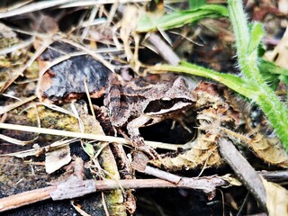 Frog hidden between brown leaves - camouflage