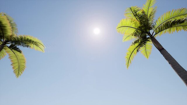 Sunny alley Beautiful with blue palm trees 4k