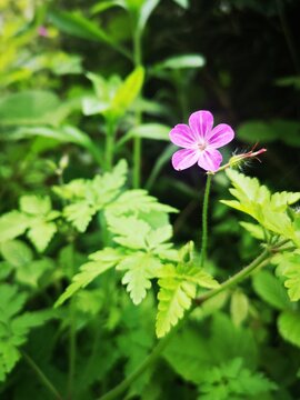 Mountain geranium - Alpine flora; Pink alpine flowers in the Carpathian Mountains, Romania - Geranium robertianum L., Geraniaceae
Mountain geranium
