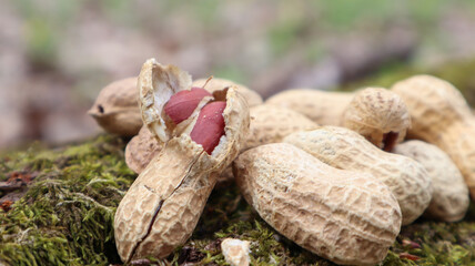 Unpeeled whole raw peanuts in brown husks in the shell texture on a beautiful natural background in the forest lies in a heap on a tree, outdoors on a sunny summer day.