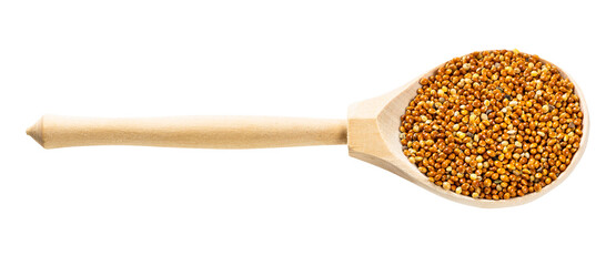 spoon with unhulled proso millet grains isolated