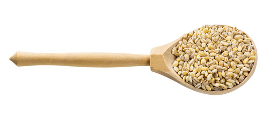 wooden spoon with pearled barley grains isolated