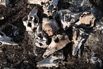 The doll's head is surrounded by pig skulls