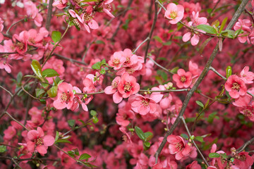 Chaenomeles speciosa