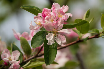 rosa-farbende Apfelblüten am Ast
