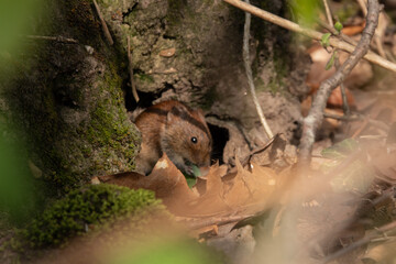 kleine, versteckte Waldwühlmaus vor ihrem Nest, fressend
