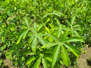 brown indian hemp curry leaves in the garden