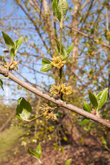 Cornus mas