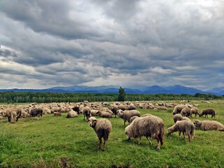Fototapeta premium Sheep on the meadow - rural landscape with meadows and hills
