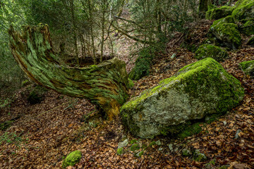 Millstone from the Middle Ages abandoned near a stone quarry in the mountains