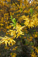 Forsythia 