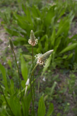 Plantago lanceolata