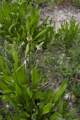 Obraz premium Plantago lanceolata