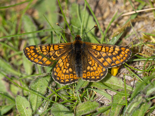 Marsh Fritillary Butterfly. Wings Open. 