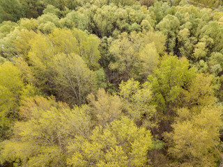 Green forest in spring. Aerial drone view.