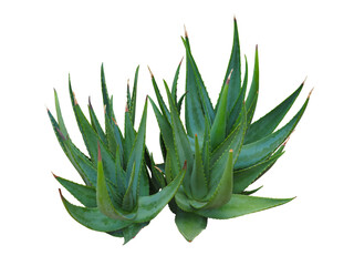 Agave plant isolated on white background. clipping path. Agave plant tropical drought tolerance has sharp thorns.