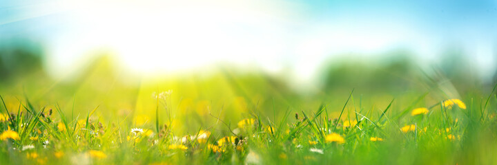 Banner 3:1. Field with yellow dandelions against blue sky and sun beams. Spring background. Soft...