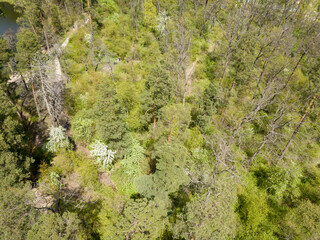 Green forest in spring. Aerial drone view.