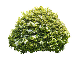 Bush isolated on white background,Objects with Clipping Paths	