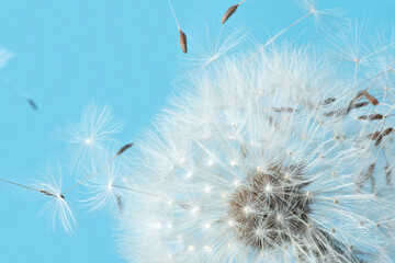 Fototapeta premium White blowball dandelions on blue background. Macro. Full dept of field