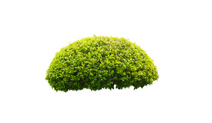 green bush isolated on white background.