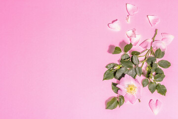 Rose hips flowers isolated on pink background