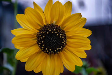 sunflower in the garden