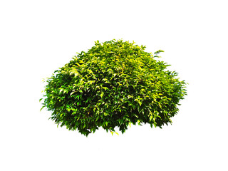 Fototapeta premium Bush isolated on white background,Objects with Clipping Paths