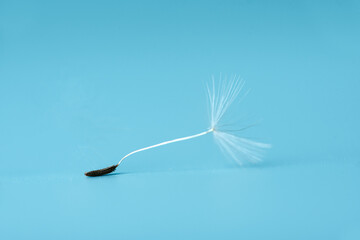 White blowball dandelion seed on blue background. Macro. Soft focus