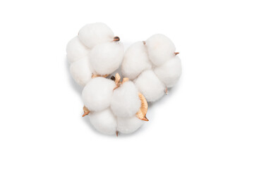 Cotton flower branch isolated on white background.