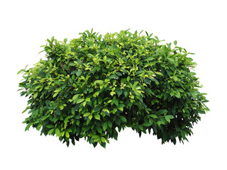 Bush isolated on white background,Objects with Clipping Paths
