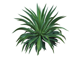 Agave plant isolated on white background. clipping path. Agave plant tropical drought tolerance has sharp thorns.
