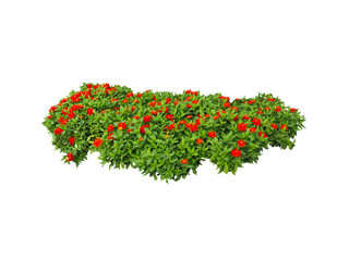 Red Flowers bush tree isolated on white background,Objects with Clipping Paths