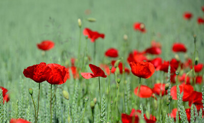 red poppy field