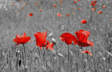 Obraz premium red poppy in a field