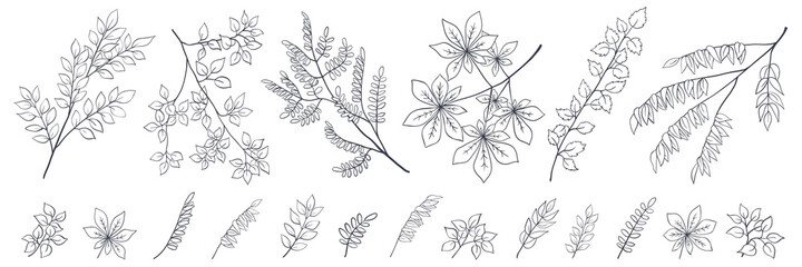 Tree branch collection, outline floral sketch on white background. Minimalist style. Isolated vector element for organic products package design, illustration of nature, botany, forest, coloring book