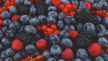 Blackberry, raspberry, blueberry,  red currant and mint background.