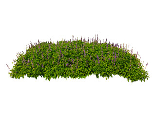Bush,Tree isolated on white background,This has clipping path.