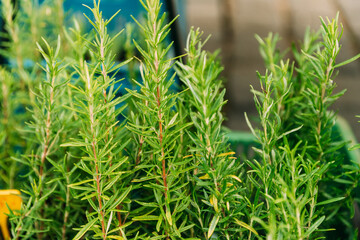 Leaves Of Green Rosemary. Perennial Herb With Fragrant, Evergreen. Rosemary Used As A Flavoring In Foods Such As Stuffing And Roast Meat