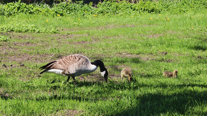 a Canda Goose and Gosling