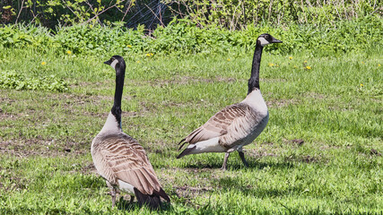a pair of Canada goose in the park