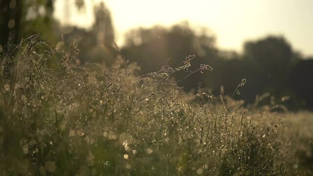 lush meadow in dew bathed in morning sun
