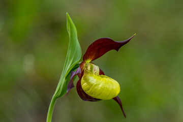 Venus hoof (cypripedium calceolus) in close-up seen in the Vercors, France