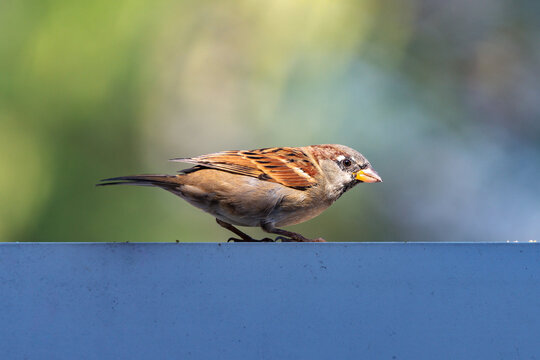 Pardal no Port&atilde;o