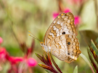 White Peacock (Anartia jatrophae guantanamo) butterfly