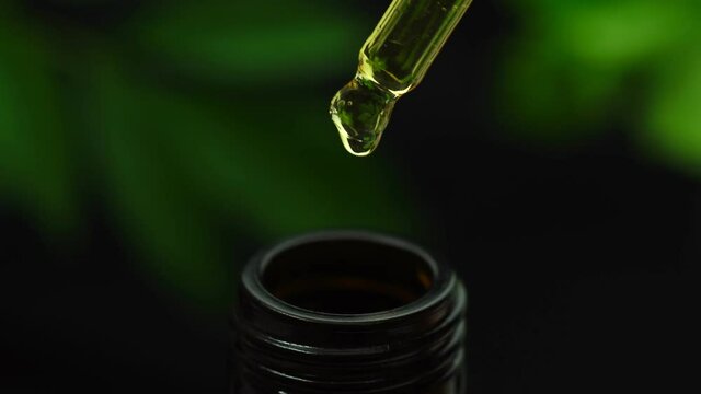 CBD Hemp oil, Hand holding droplet of Cannabis oil against black background. Alternative Medicine. droplet dosing a biological and ecological hemp plant herbal pharmaceutical cbd oil.