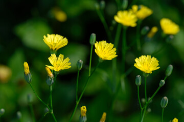 Rainkohl, Gemeiner Rainkohl // Common nipplewort (Lapsana communis)