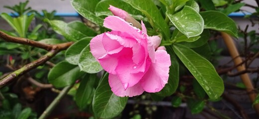 Pink Rose